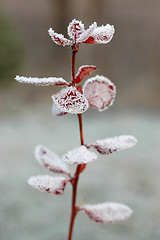 Image showing Hoarfrost  on leaves