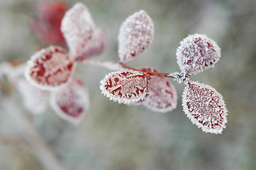 Image showing Hoarfrost  on leaves