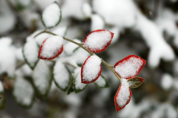 Image showing Hoarfrost  on leaves