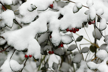 Image showing Hoarfrost  on leaves