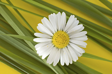 Image showing daisy