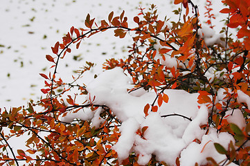 Image showing Hoarfrost  on leaves