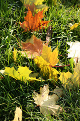 Image showing Yellow leaves. Autumn.