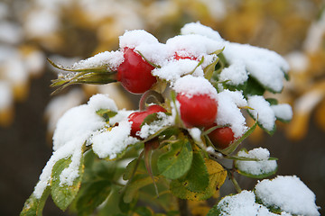 Image showing Dogrose berry, Snow