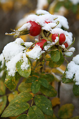 Image showing Dogrose berry, Snow