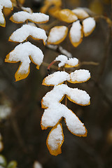 Image showing Hoarfrost  on leaves