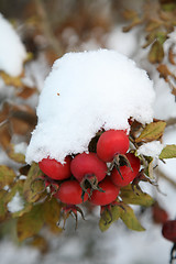 Image showing Dogrose berry, Snow