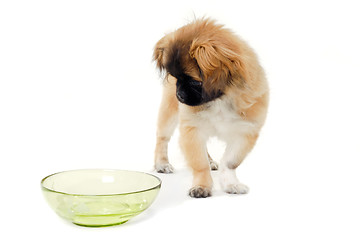 Image showing Puppy dog and water bowl