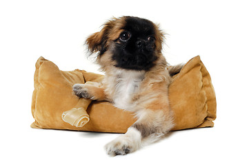 Image showing Puppy in dog bed