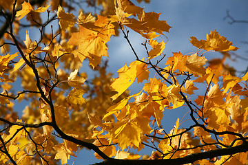 Image showing Yellow leaves. Autumn.