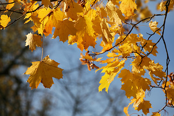 Image showing Yellow leaves. Autumn.