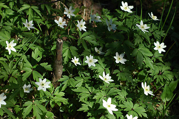 Image showing Anemone nemorosa