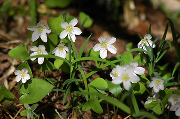 Image showing Anemone nemorosa