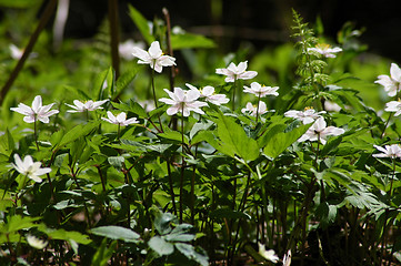 Image showing Anemone nemorosa