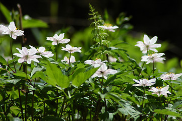 Image showing Anemone nemorosa