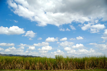 Image showing Sugarcane field from the Dominican Republic