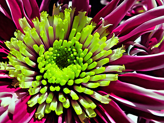 Image showing chrysanthemum