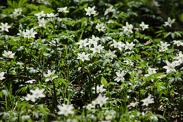 Image showing Anemone nemorosa