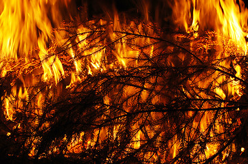 Image showing Fire, burning tree