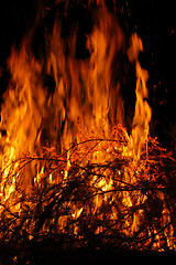 Image showing Fire, burning tree