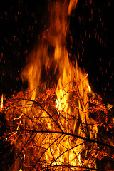 Image showing Fire, burning tree