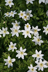 Image showing Anemone nemorosa