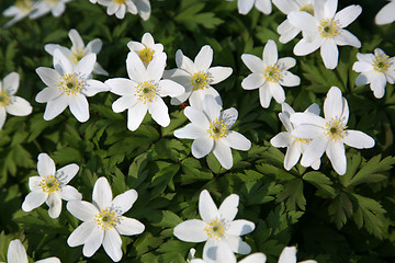 Image showing Anemone nemorosa