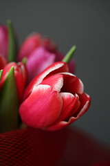 Image showing bouquet  of tulips 