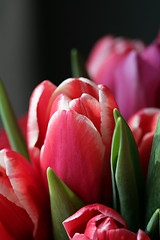 Image showing bouquet  of tulips 