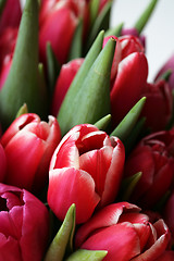 Image showing bouquet  of tulips 