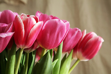 Image showing bouquet  of tulips 