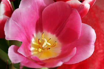 Image showing bouquet  of tulips 