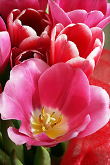 Image showing bouquet  of tulips 