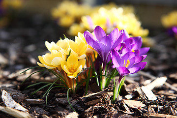 Image showing Purple and yellow crocus