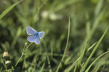 Image showing butterfly