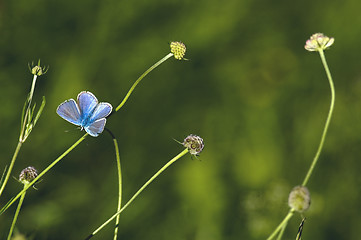 Image showing butterfly