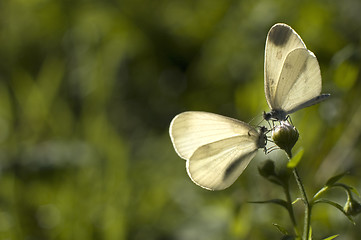 Image showing butterflys