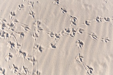 Image showing convoluted bird footprint traces