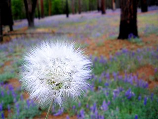 Image showing Dandelion