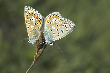 Image showing butterfly