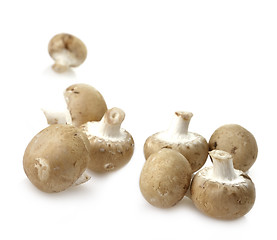 Image showing Mushrooms