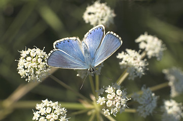 Image showing butterfly