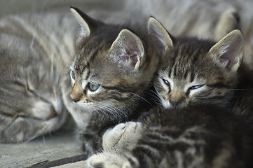 Image showing cats