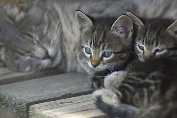 Image showing cats