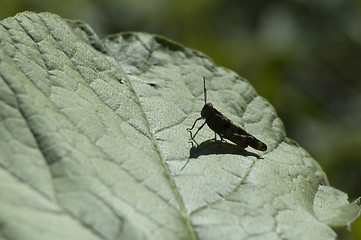 Image showing grasshoper