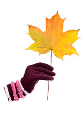 Image showing gloved hand holding autumnal maple leaf.