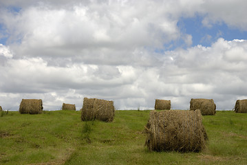 Image showing Hay rolls