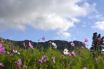 Image showing Cosmos field