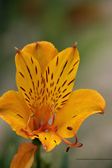 Image showing Inka lily