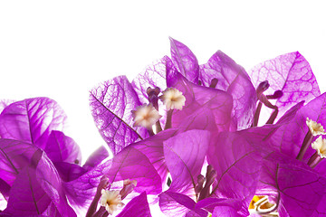 Image showing Pink Bougainvillea on white background 